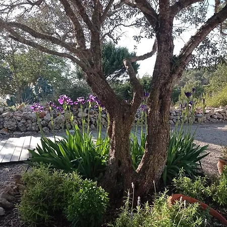 Sa Vinya Holiday home *